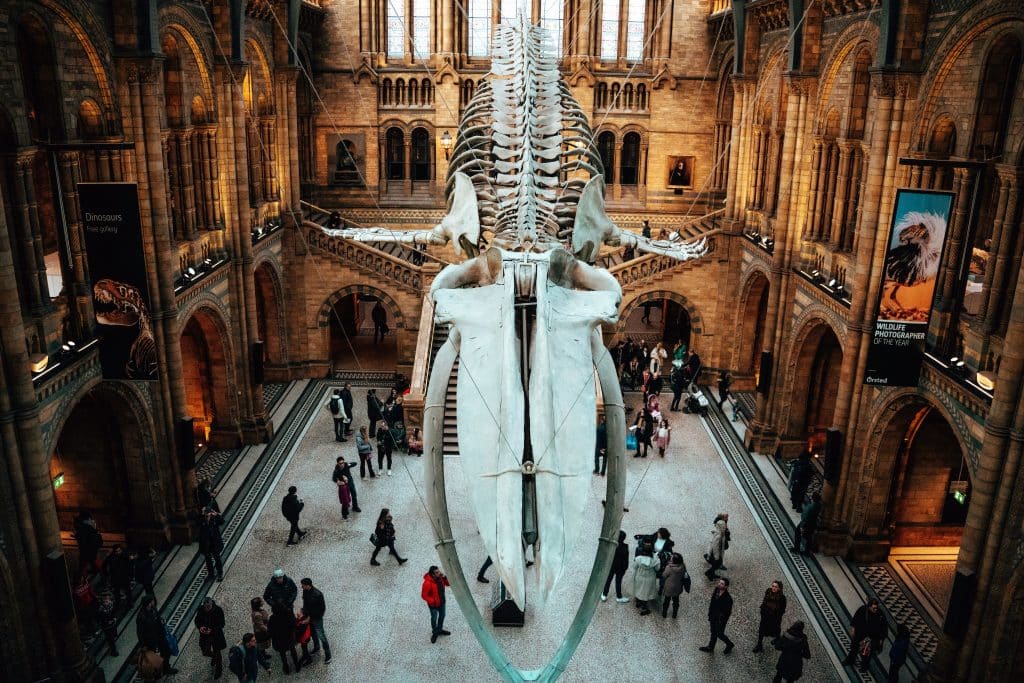 Image of a dinosaur at the national history museum