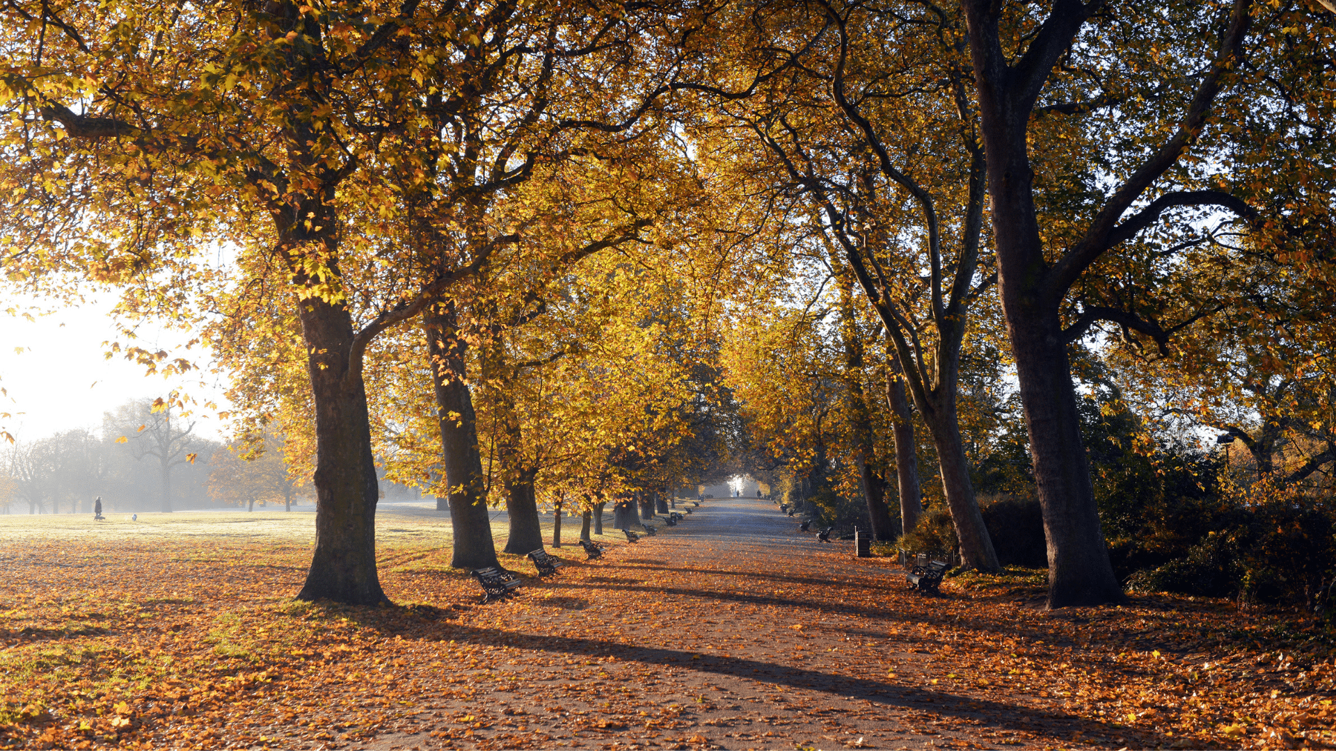 Autumn trees in a London Park